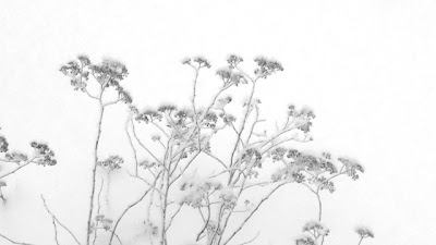 Flowers in the Snow Black and White Photograph