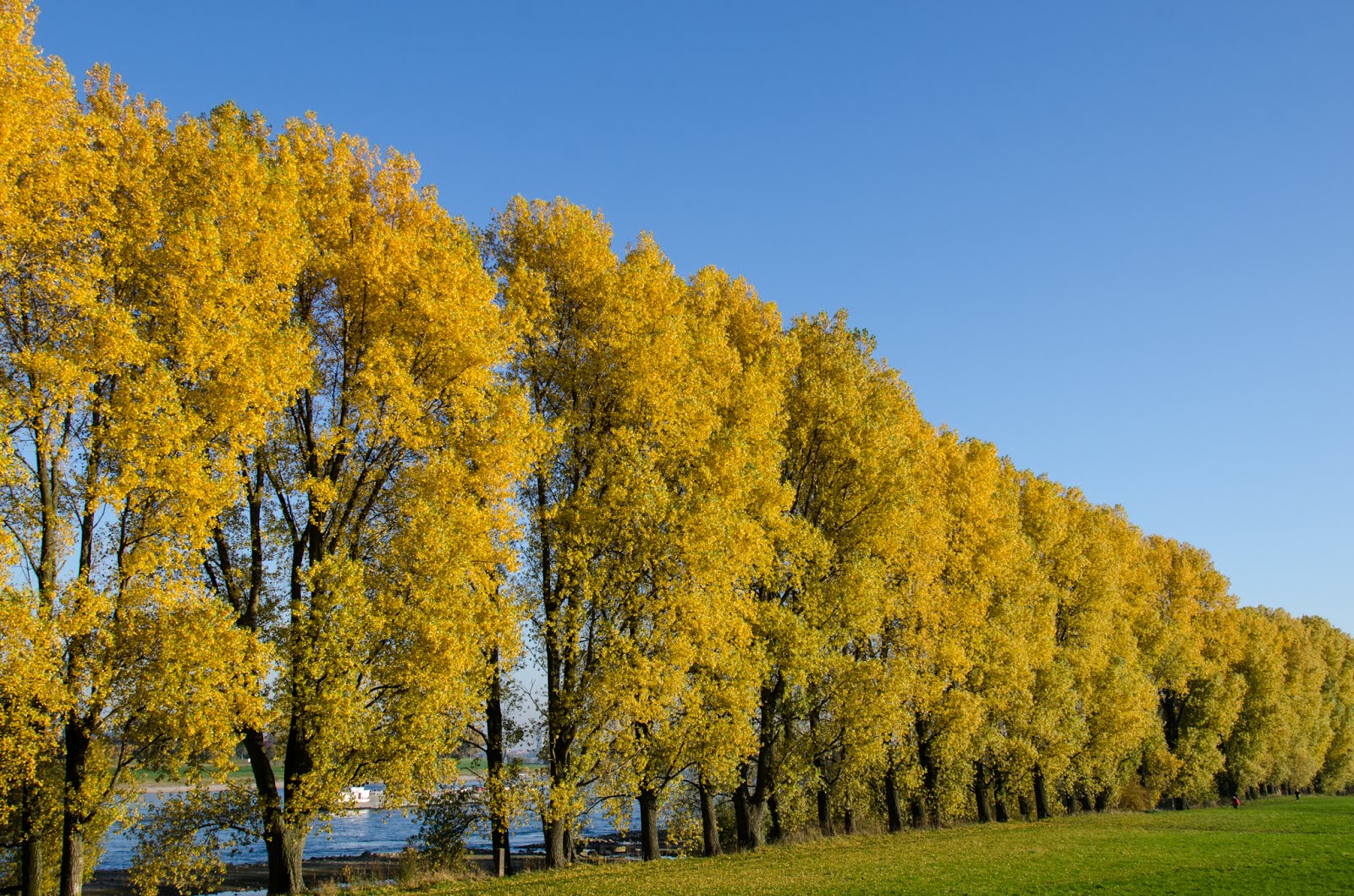 goldene Pappeln