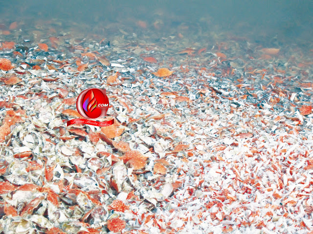 Limbah Produksi Pengolahan Ikan Sukorahayu Cemari Lingkungan 