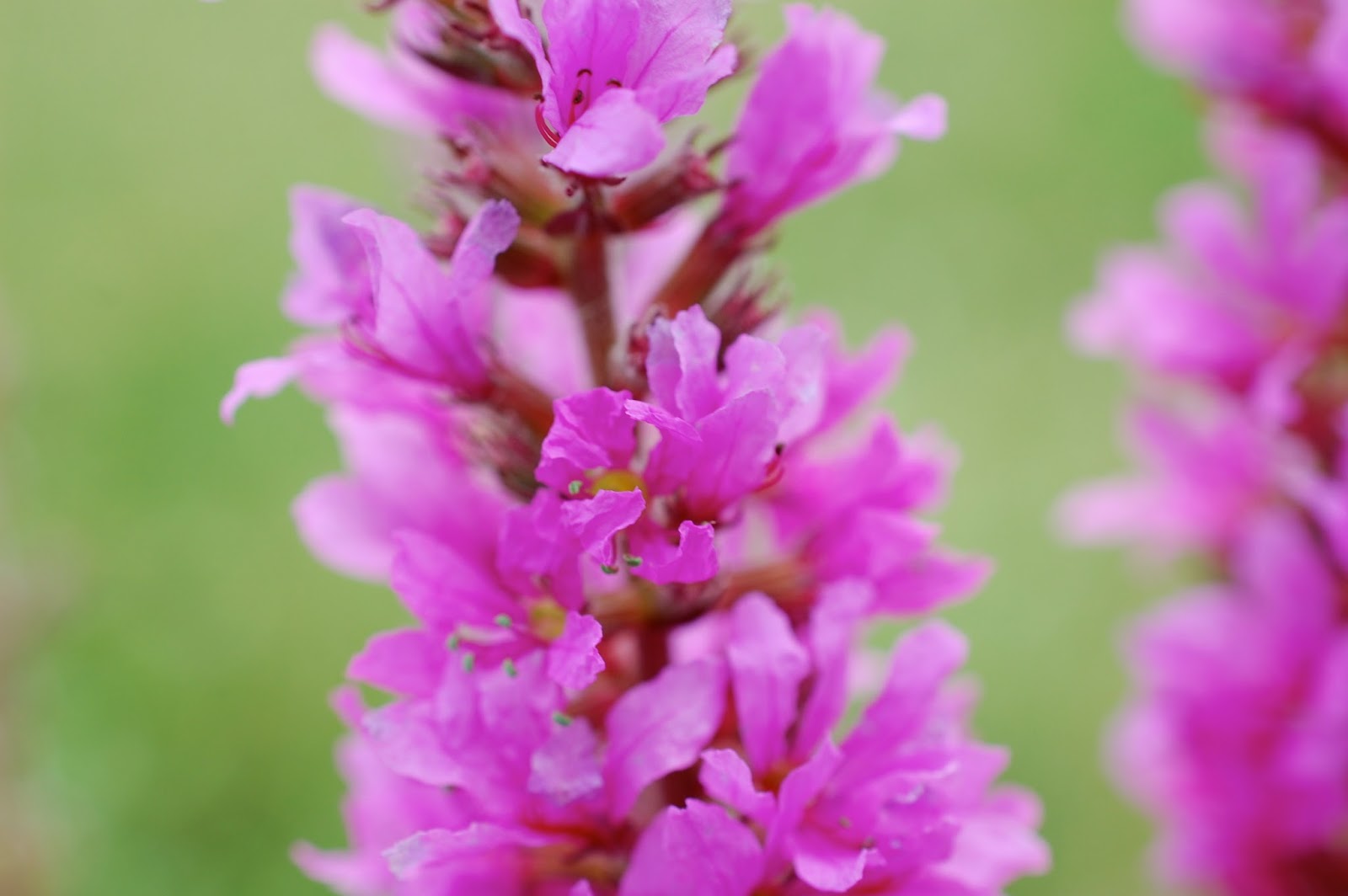 Astrid's Garden Design Weeds vs. Wildflowers