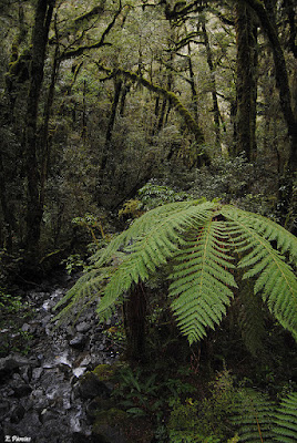 Helecho en un bosque de Nueva Zelanda