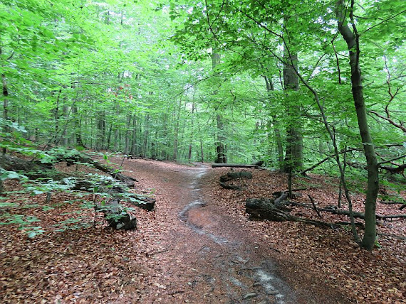 Szlak szlak