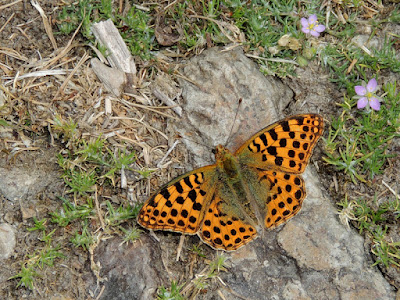 Issoria lathonia soleándose Issoria lathonia tomando temperatura