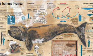 infografia de Ballena Franca la de los Avistajes de ballena en Península Valdés