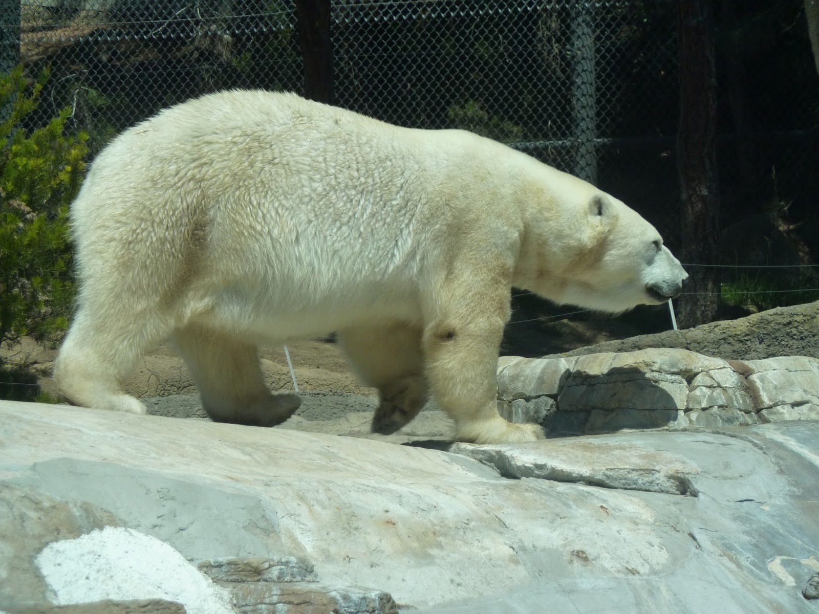 Just Breathe SAN DIEGO ZOO SUNDAYS IN MY CITY