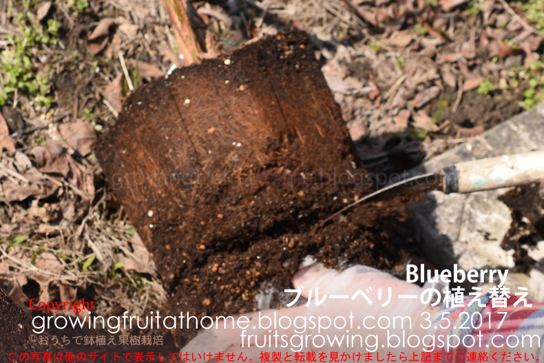 ブルーベリーの根を抜き根鉢を崩して植え替える