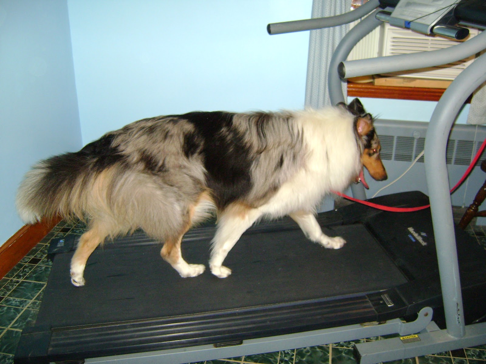 The Pet Parade Teach Your Dog to Use a Treadmill StepbyStep Guide