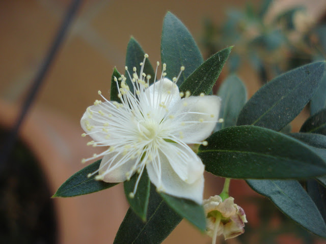 cienoliletras: VIAJES LILIPUTIENSES. ARRAYÁN