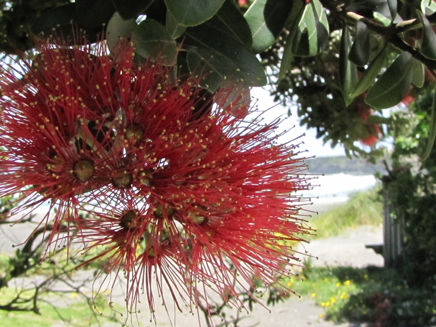 nz-christmas-tree