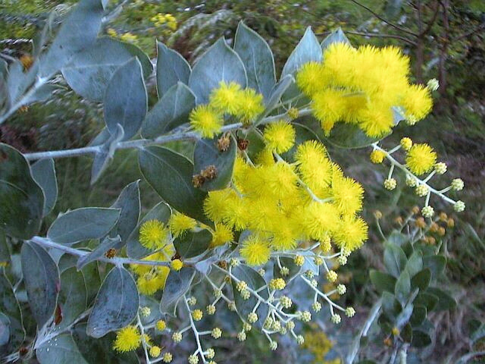 ACACIA PODALYRIIFOLIA - Mimosa D'argento, 10 Semi Selezionati EUR 2,50 - IT - Foto 14
