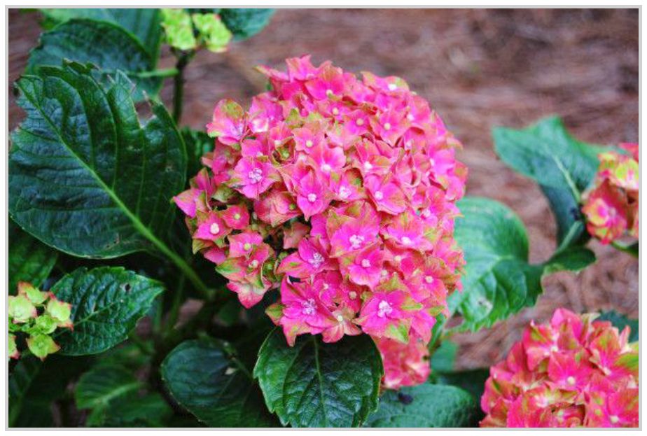 Verbena Bonariensis Vervain Perennials Limelight Hydrangea