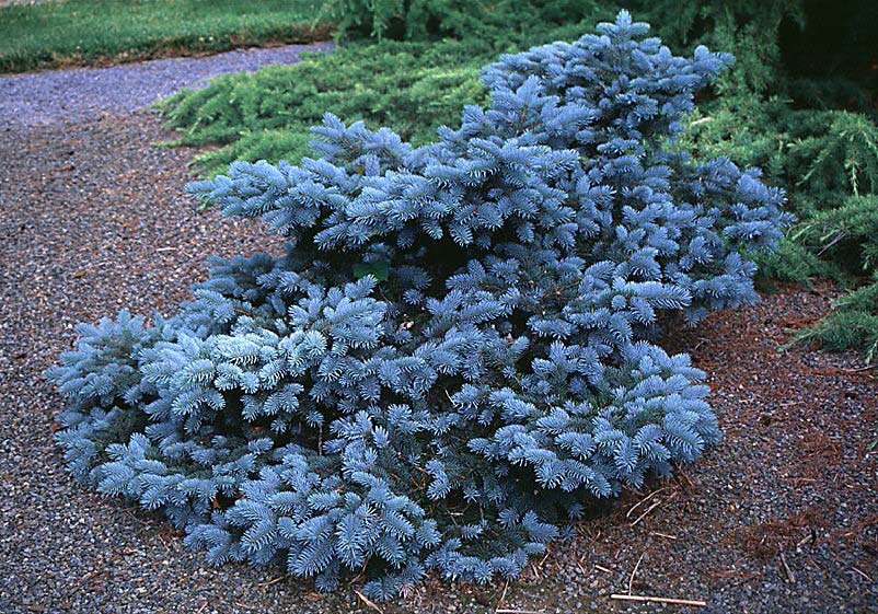 Beechwood Landscape Architecture And Construction Blue Mist Blue Mist Colorado Spruce Evergreen Shrub Groundcover Woody Plant Of The Day
