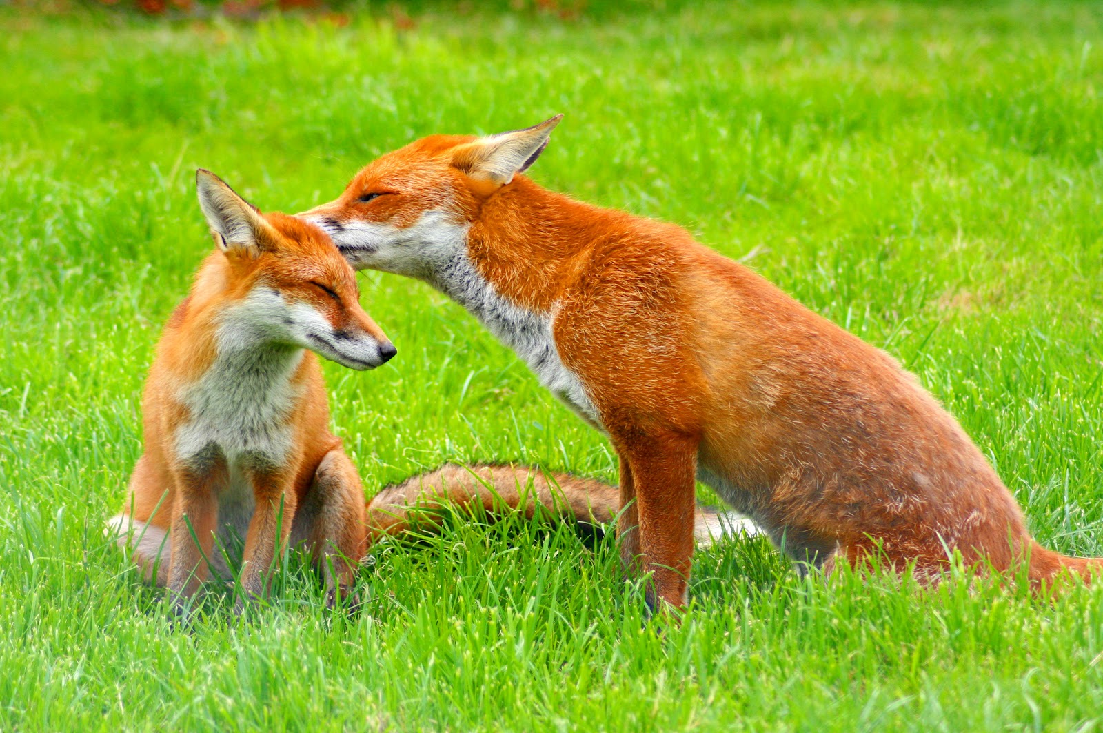 DICOVERY CHANNEL: Wild life hd pics| Wild life pics | Wild life hd