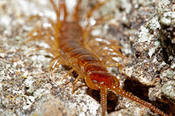 stone centipede bugs mackie