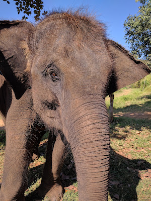 Runzelfuesschen Elternblog Elephant Rescue Park Chiang Mai mit Kind Erfahrung