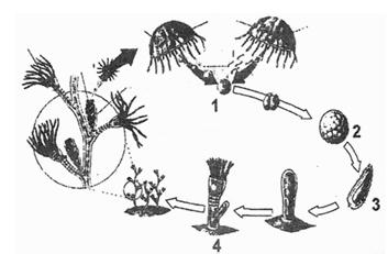 Ririn Safitri: Soal-Soal Biologi SMA