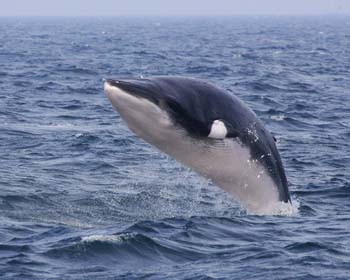 Minke Whale - Animals Photos