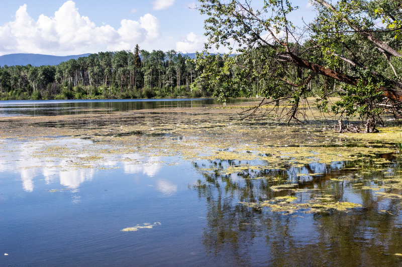 Maple Syrup Lactose Intolerance