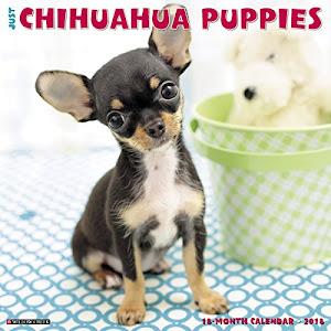 Just Chihuahua Puppies 2018 Calendar