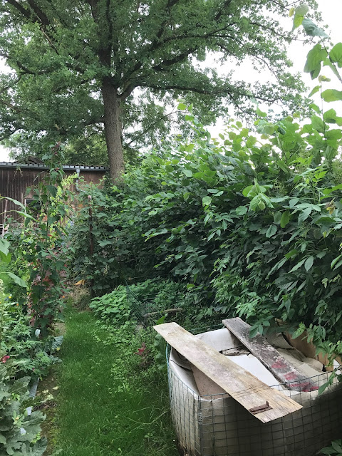 Haselnußhecke im Gemüsegarten vor dem Schnitt (c) by Joachim Wenk Haselnußhecke im Gemüsegarten vor dem Schnitt (c) by Joachim Wenk