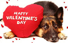 Kelleys Dog Blog Happy Valentines Day