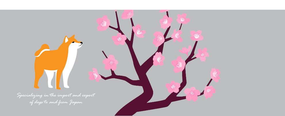 Header Background