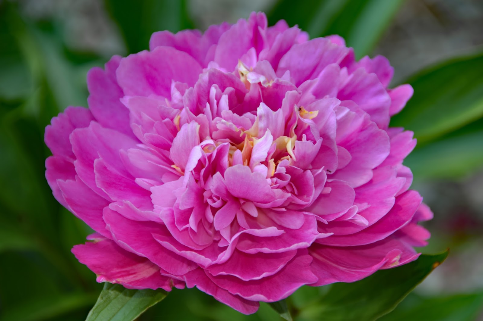 Southern Peony 2016 Peony Blooms Very Late Week 7