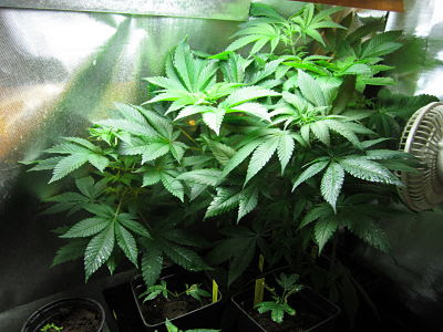 selección plantas de cannabis selección plantas de cannabis