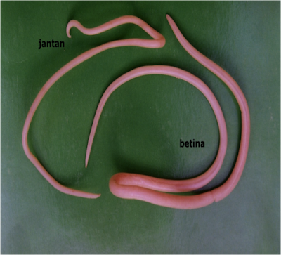 Beberapa Contoh Cacing Nemathelminthes Bacamas Com