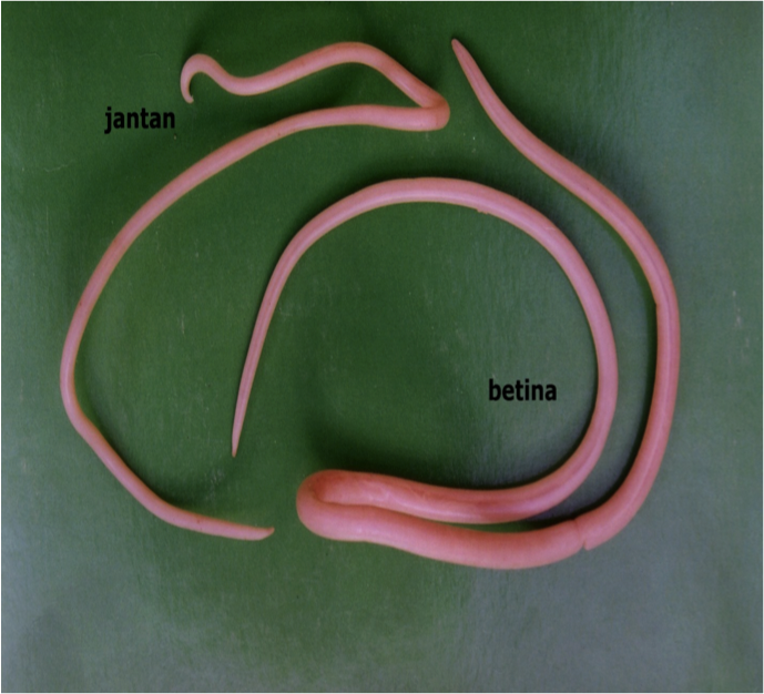 Contoh hewan filum nemathelminthes - Honnan származik a giardiasis