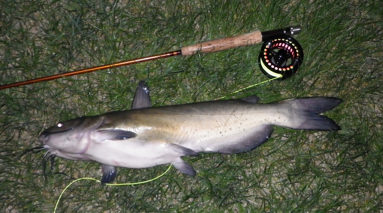 FishnDave FlyFishing for Catfish