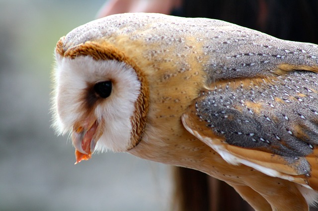 80 Foto Burung Hantu Barn Owl Gratis Terbaik