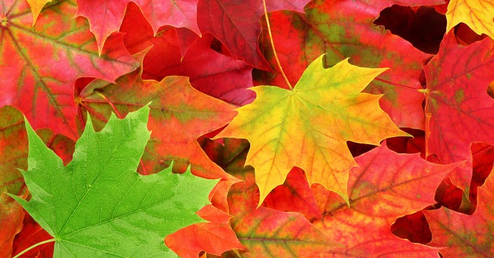 Much More Him: The Parable of the Autumn Leaves