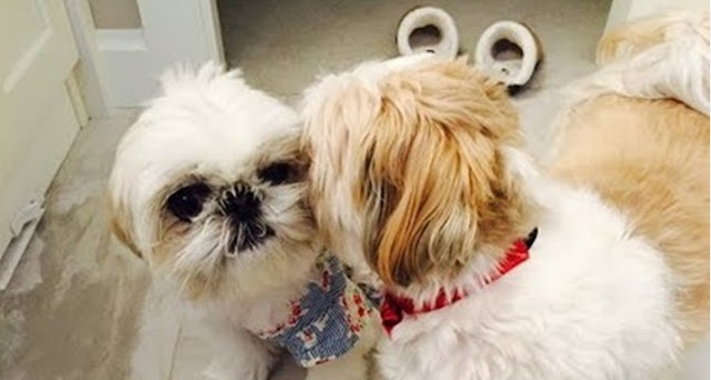 Você entende o que seu shih tzu está tentando te dizer?