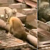Hero Monkey Saves his Friend after being Electrocuted in a train station