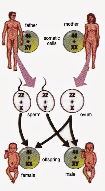 The Structure Of Human Chromosome Xx And Xy New Science Biology