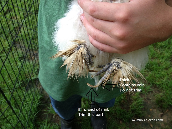 How to clip a chicken's nails Murano Chicken Farm