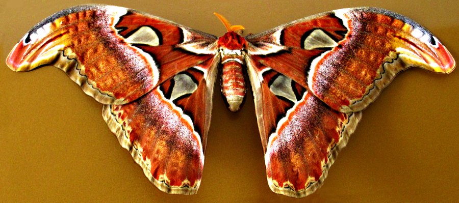 конкурс бабочек краснодар. краснодарская бабочка ослепительница. бабочки в краснодаре. сувенир "бабочка". бабочки краснодар.