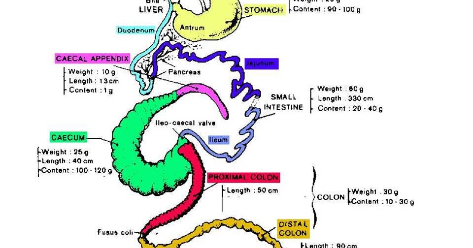 DR.KUMARAVEL: Rabbit GIT