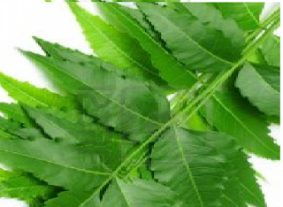 Benefits of Neem for hair, skin and health How to use neem to heal wounds and rashes Benefits of Neem for hair, skin and health How to use neem to heal wounds and rashes
