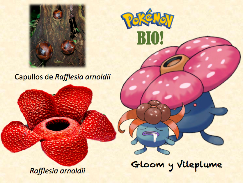 Pokebio on X: Vileplume é um Pokémon do tipo planta e veneno que foi  inspirado em uma planta da espécie Rafflesia arnoldii. Esta planta é  encontrada nas montanhas florestadas de Sumatra e