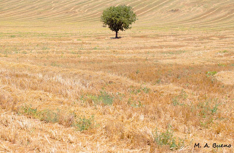 FOTO NATURA HUESCA 2 PAJA STRAW