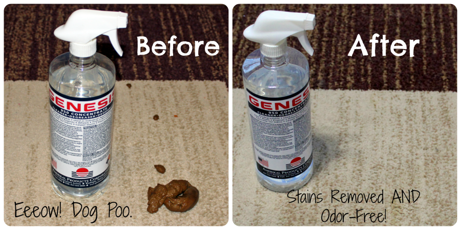 Clean pet stains and odor