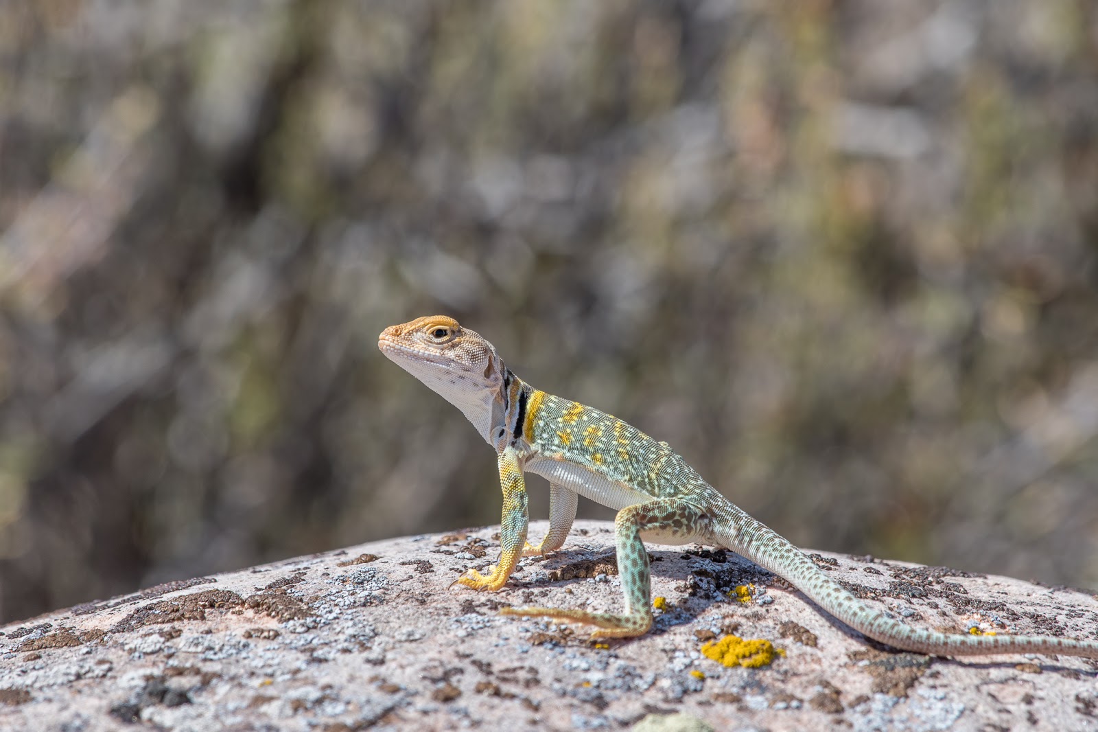 NeoVista Birds and Wildlife Eastern Collared Lizards Colorful Little
