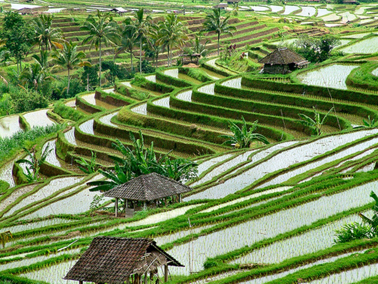 10 Teras Pertanian Paling Menakjubkan di Dunia | Blog Sepi Sunyi