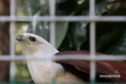 elang bondol kebun binatang ragunan jakarta