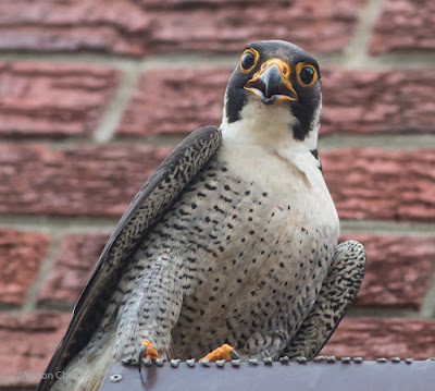 Peregrine Falcon at Arnhem Milnerton Cape Town (Canon EOS 70D / 400mm lens) 01