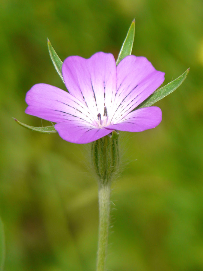 WildlifeTring: Cornfield Flowers
