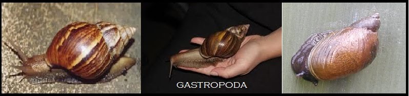 Gastropoda yang hidup di darat mengeluarkan lendir yang berfungsi