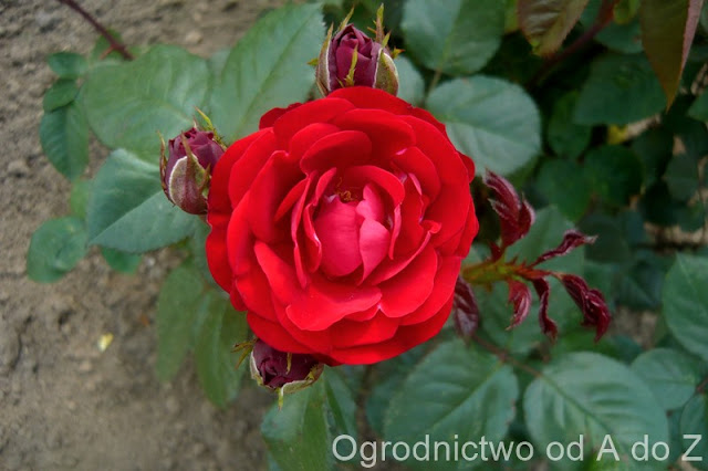 Róża rabatowa